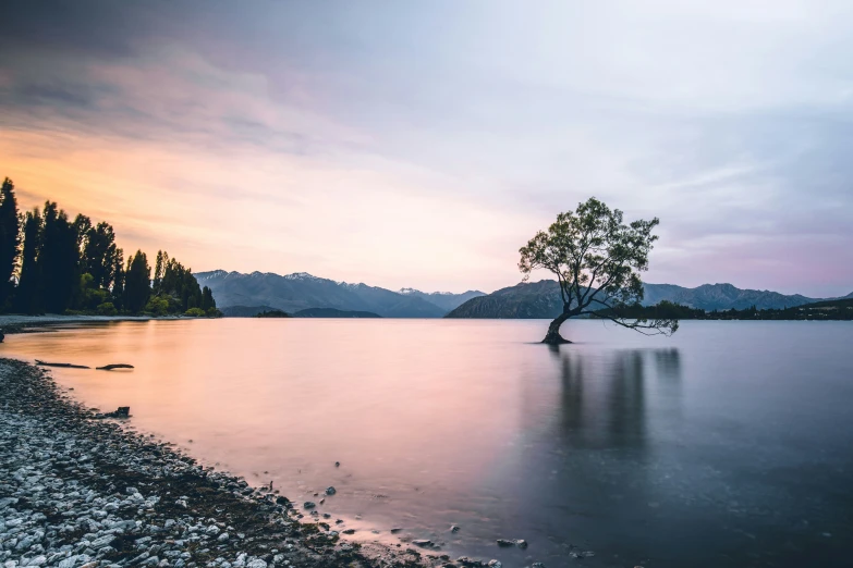 an lonely tree in the middle of the lake