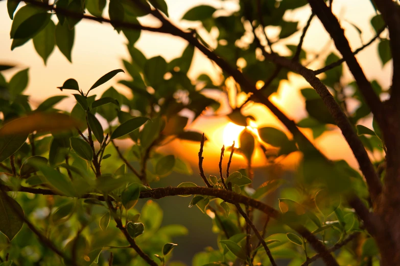 the sun is shining behind the leaves of a tree