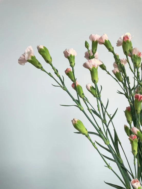 pink and green flowers in vase on table