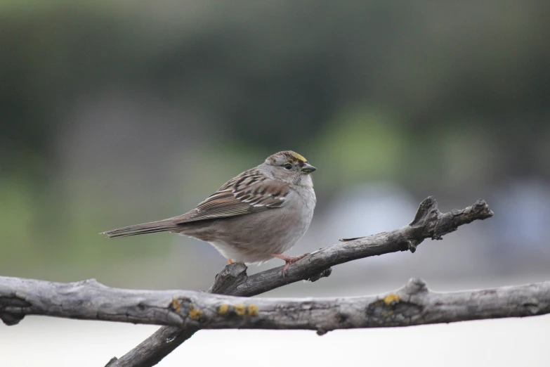 a small brown bird sitting on top of a wooden nch