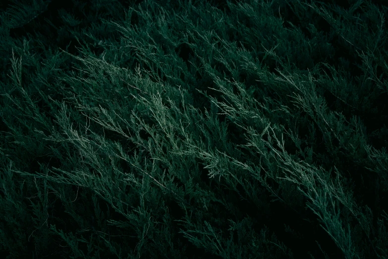 a picture taken from a top down of grass