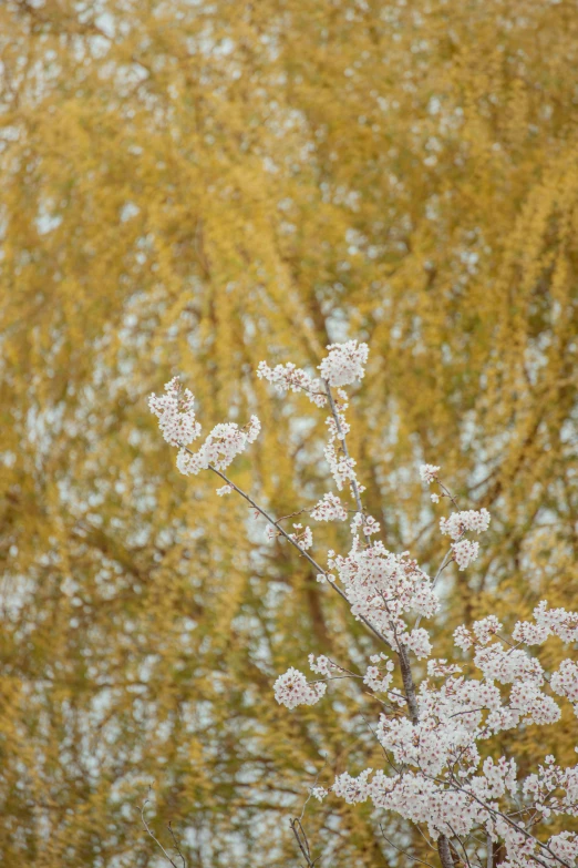 snow covered nches and leaves against a blue sky