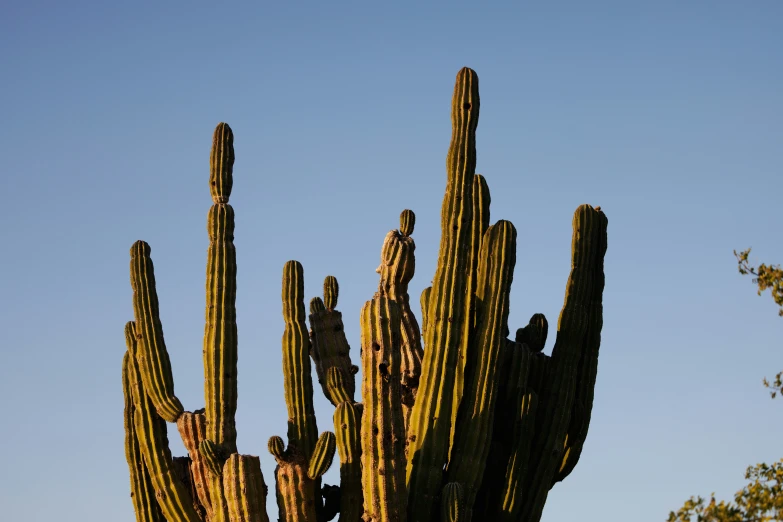 large cactus with very high leaves and small stems on blue sky background