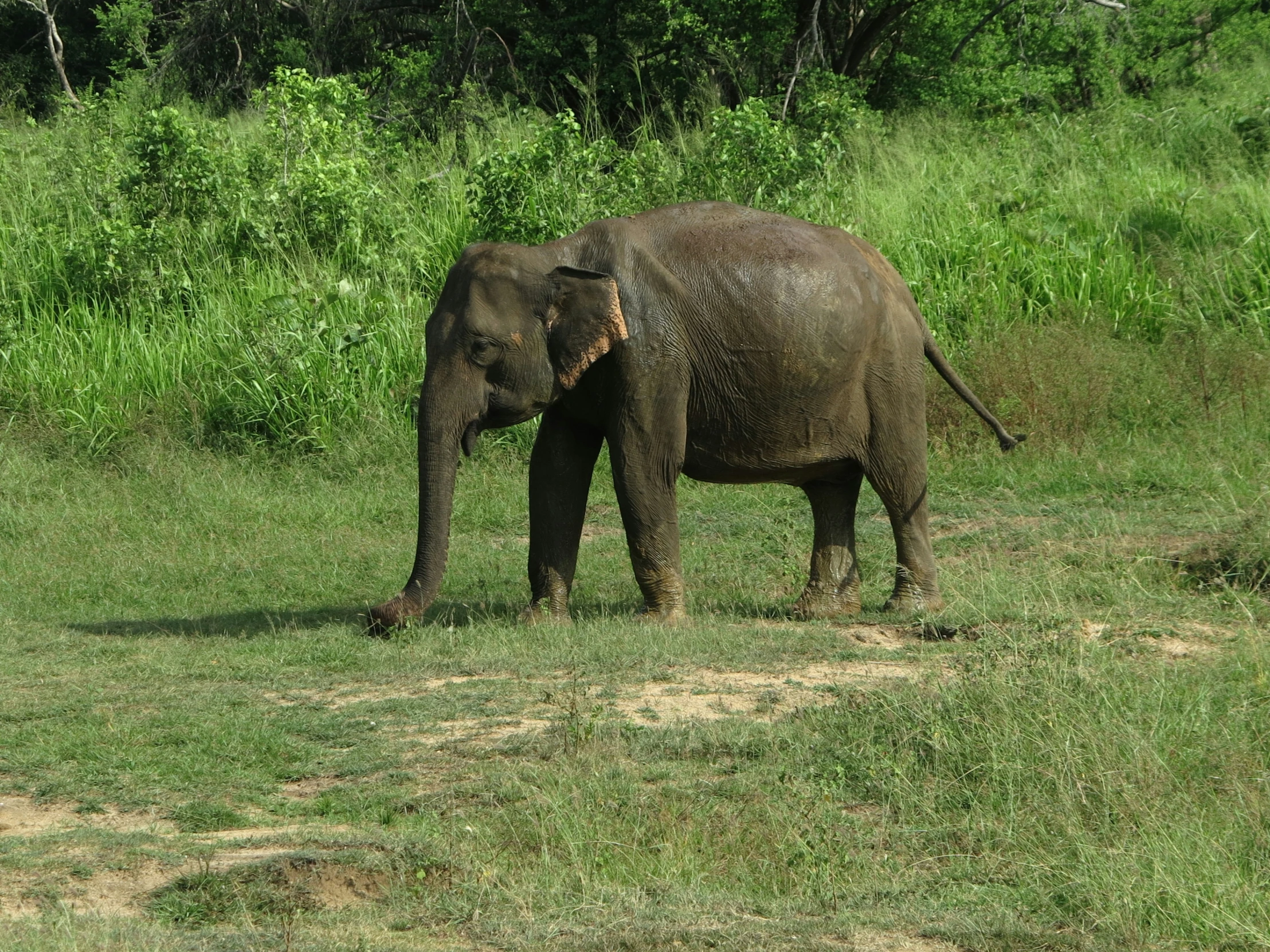 a single elephant in a grassy field with trees