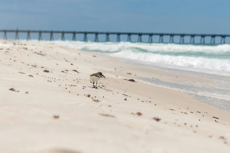 a bird standing on top of a sandy beach
