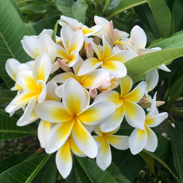 some white and yellow flowers with green leaves