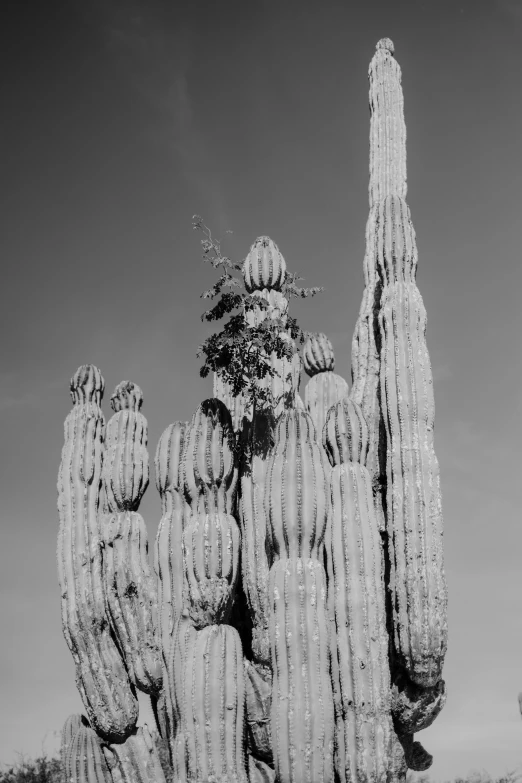 black and white pograph of cactus plants with sky background