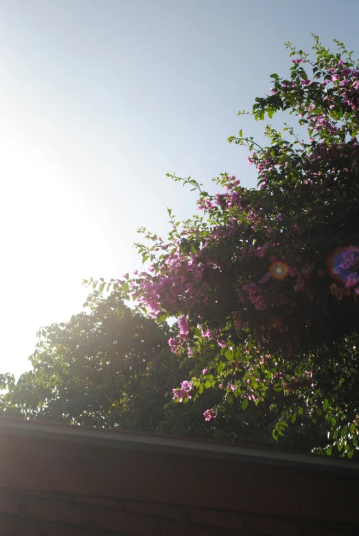 pink flowers and leaves at sunset or sunrise, with sun shining over the tree