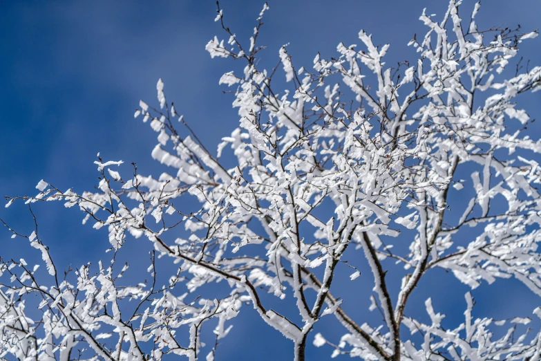 the tree is covered with snow against the blue sky