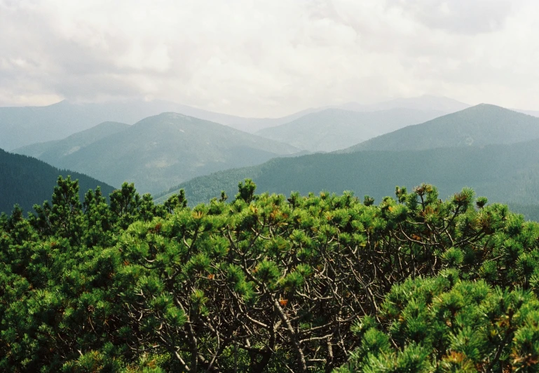 a pine grove with mountains in the background