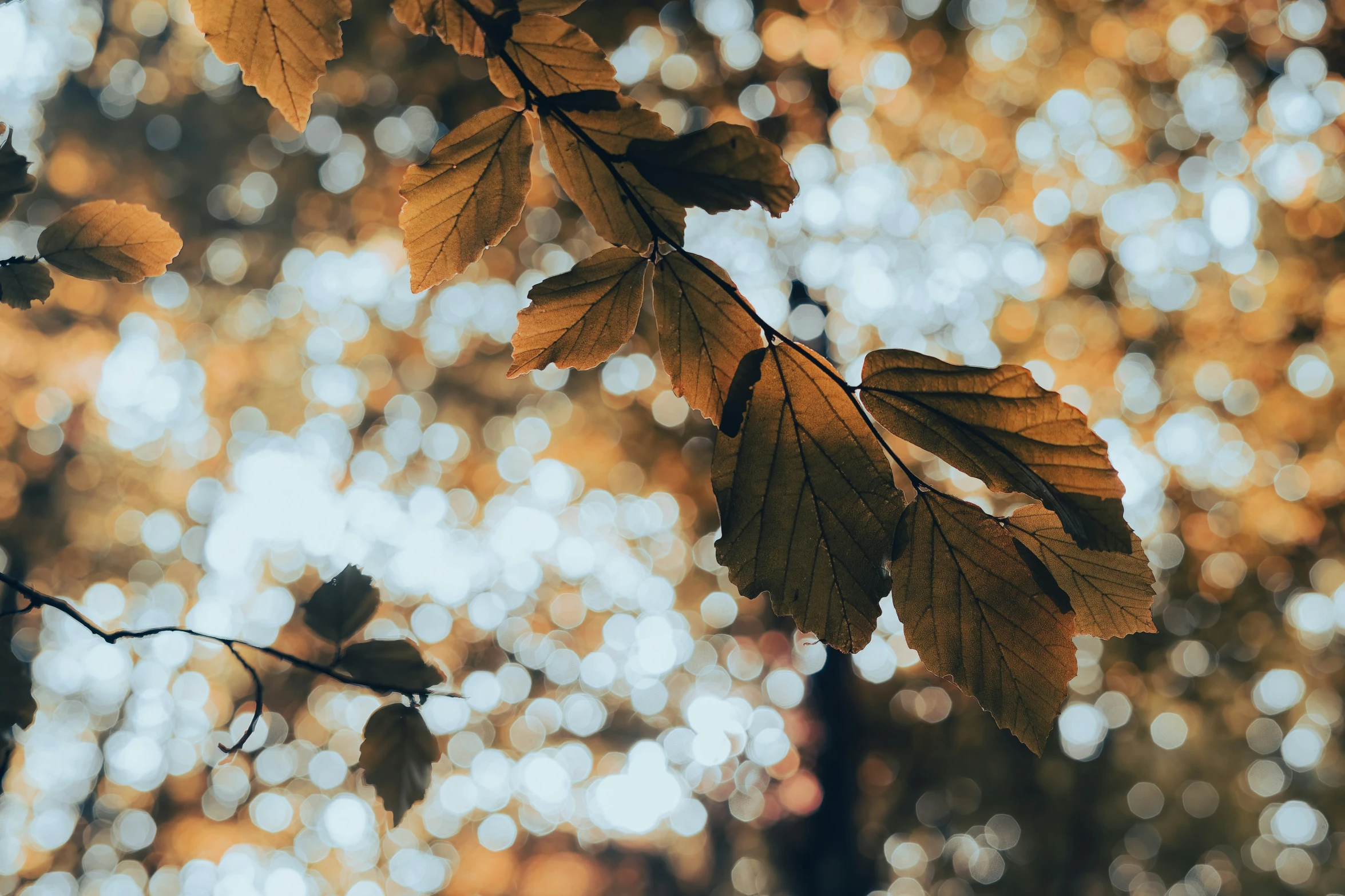 leaves on a nch in the sunlight, blurred background