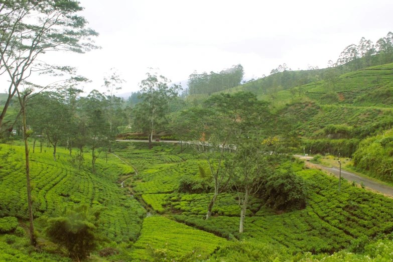 a winding mountain road surrounded by green tea fields