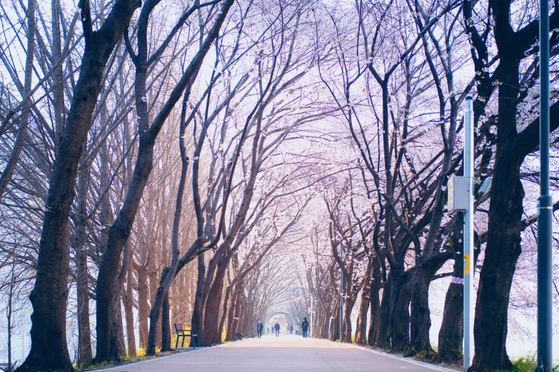 an empty street with several trees lining both sides