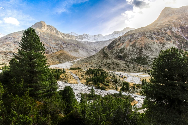 a forest of trees sitting next to a mountain range