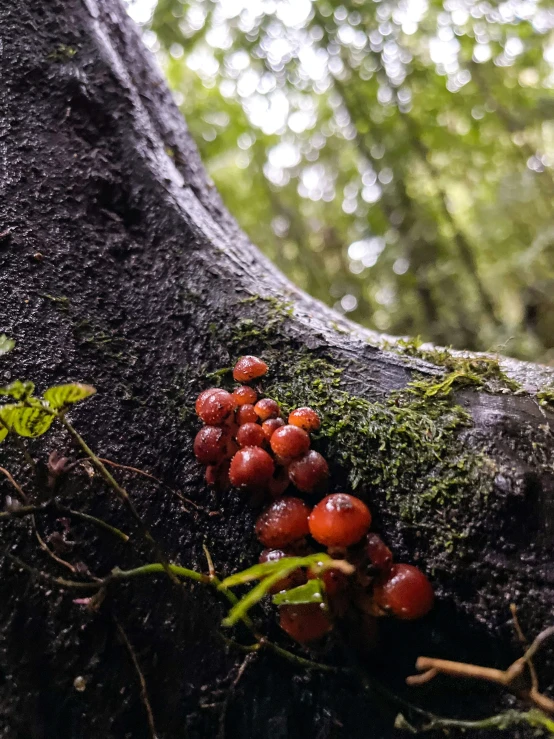 some red fruit growing on a tree nch