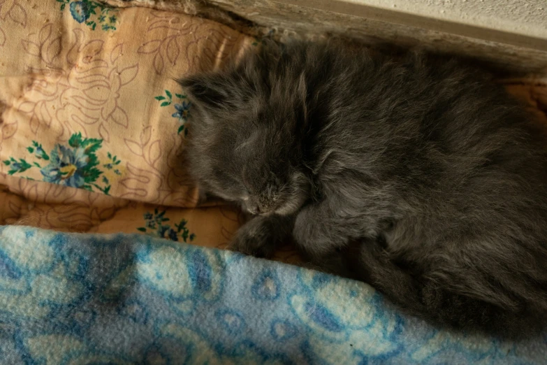 an adorable cat sleeping in on top of a blanket