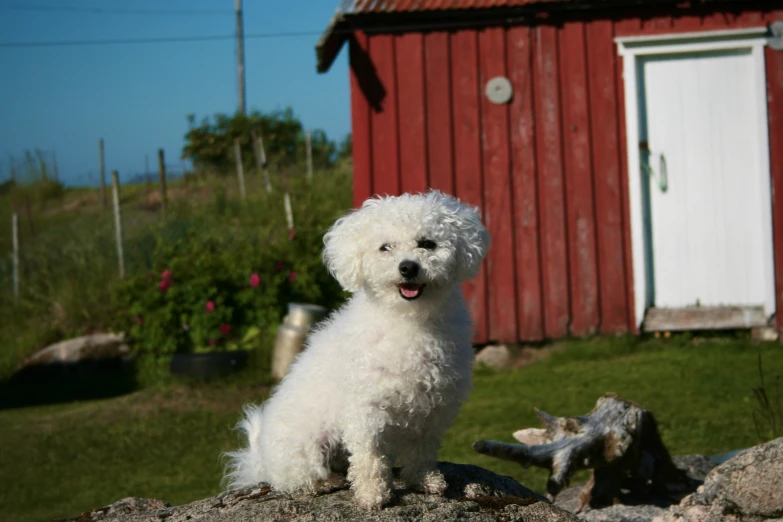 white dog with black nose sitting on rock in front of red barn