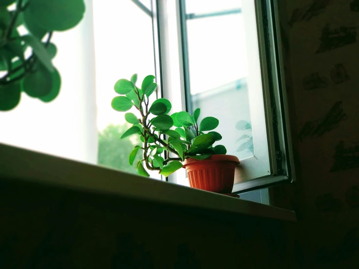 there is a potted plant next to a window