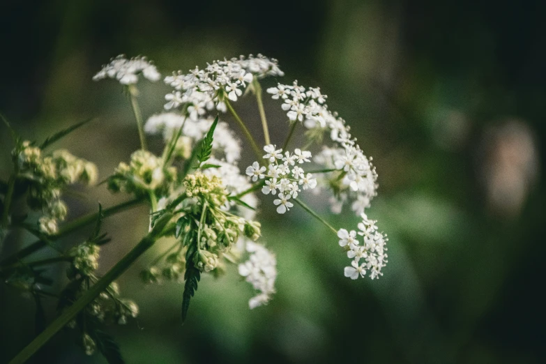 closeup pograph of white flowers in grassy area