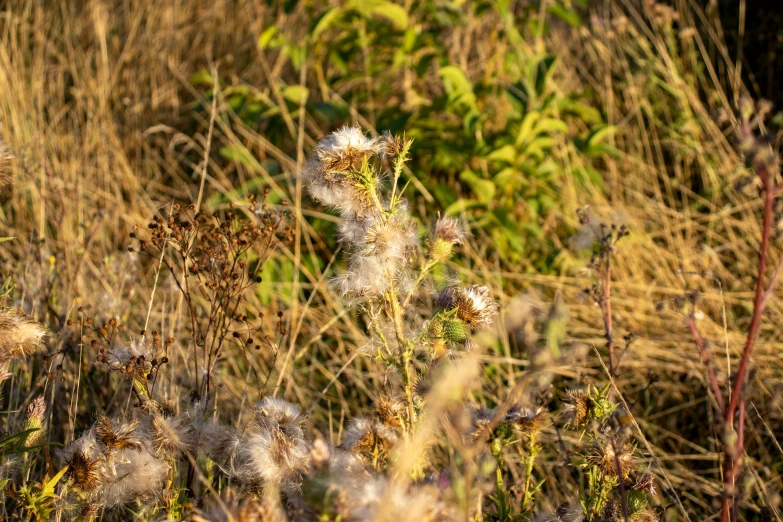 a picture of grass in the sunlight