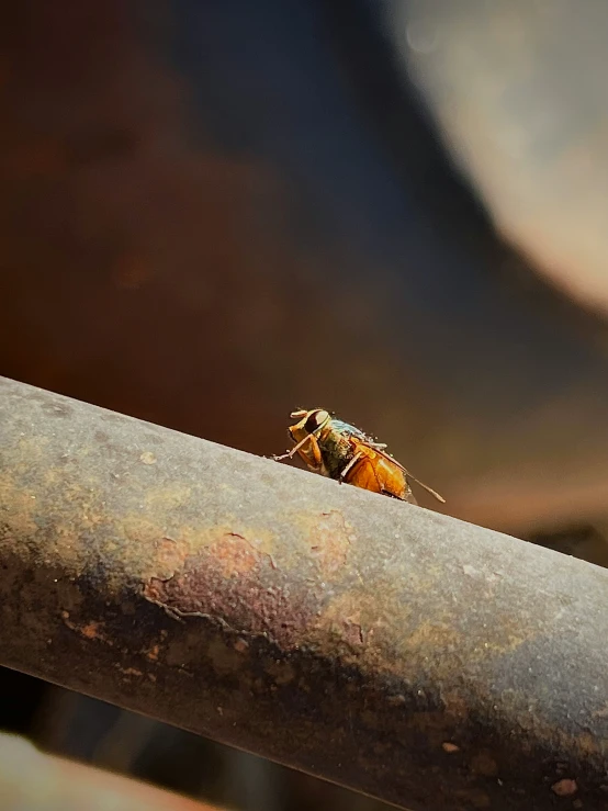 a fly insect on a metal stem with a blurred background