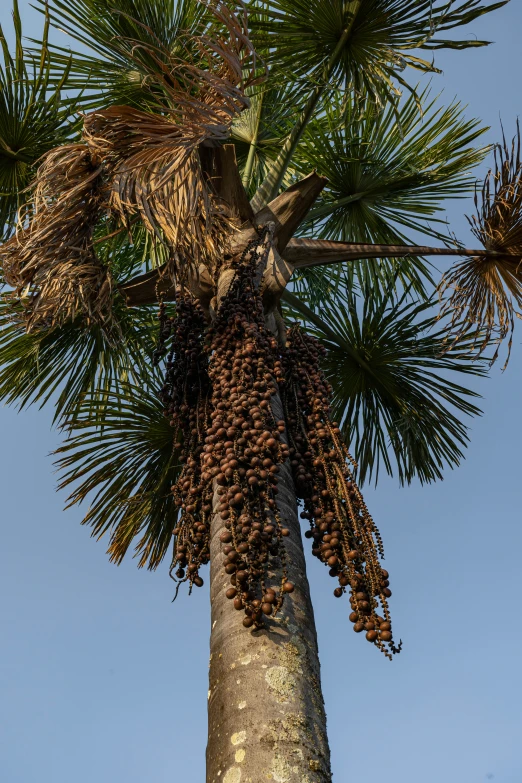 large green palm tree with lots of unripe leaves