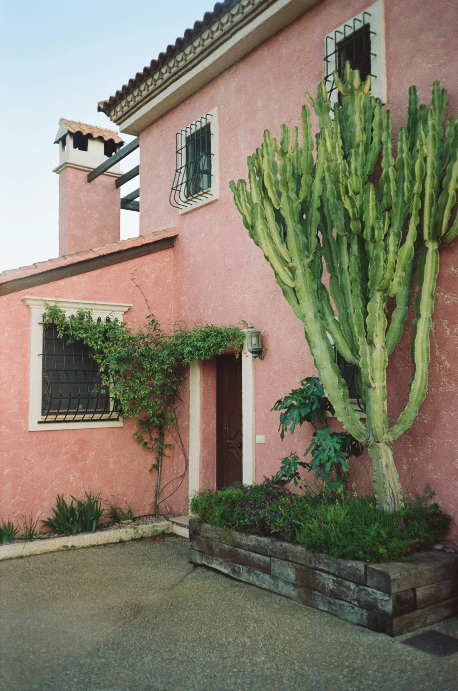 a cactus next to a very pretty pink house