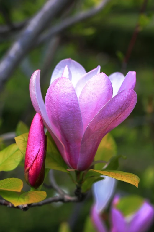 the back end of a pink flower with leaves