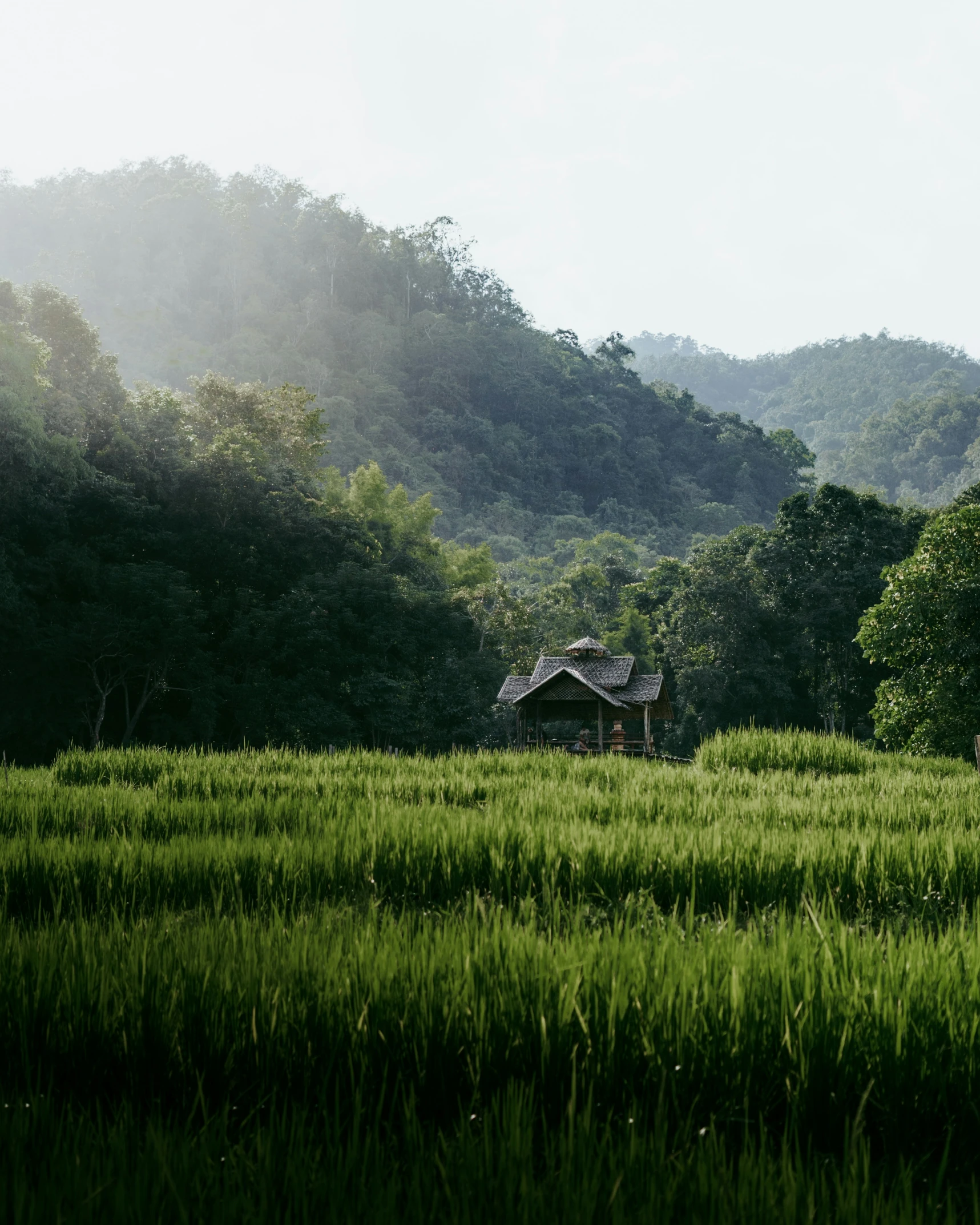 a small house is in a field full of tall grass