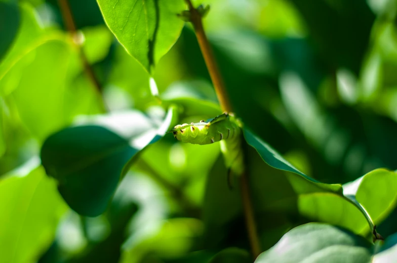 a green plant growing out of the ground