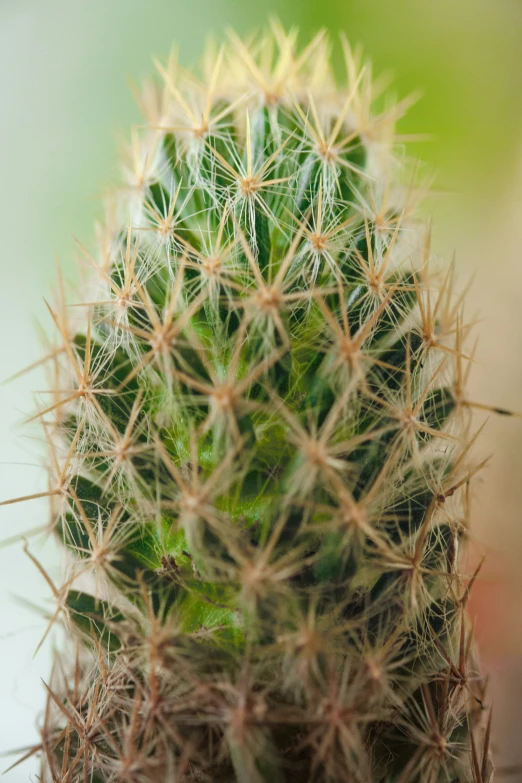 a close up image of a cactus in the middle of its growth