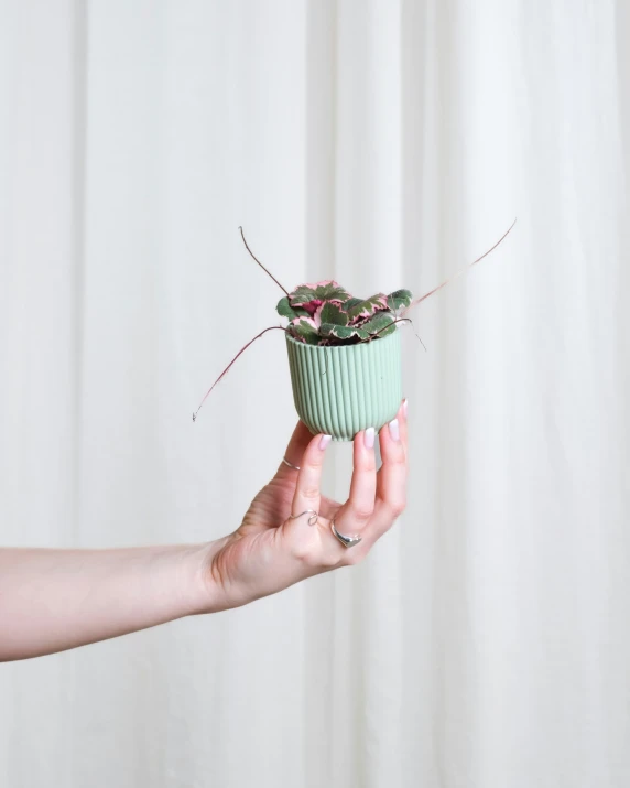 a person holds a green potted plant in front of a white curtain