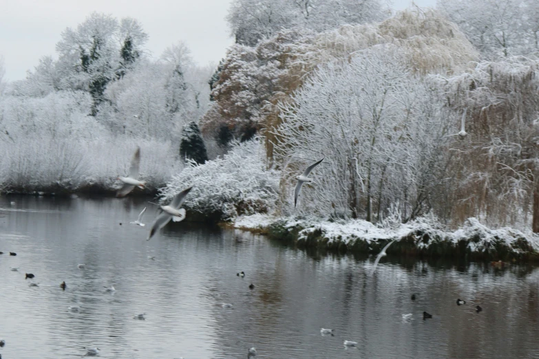 the birds are flying low over the water