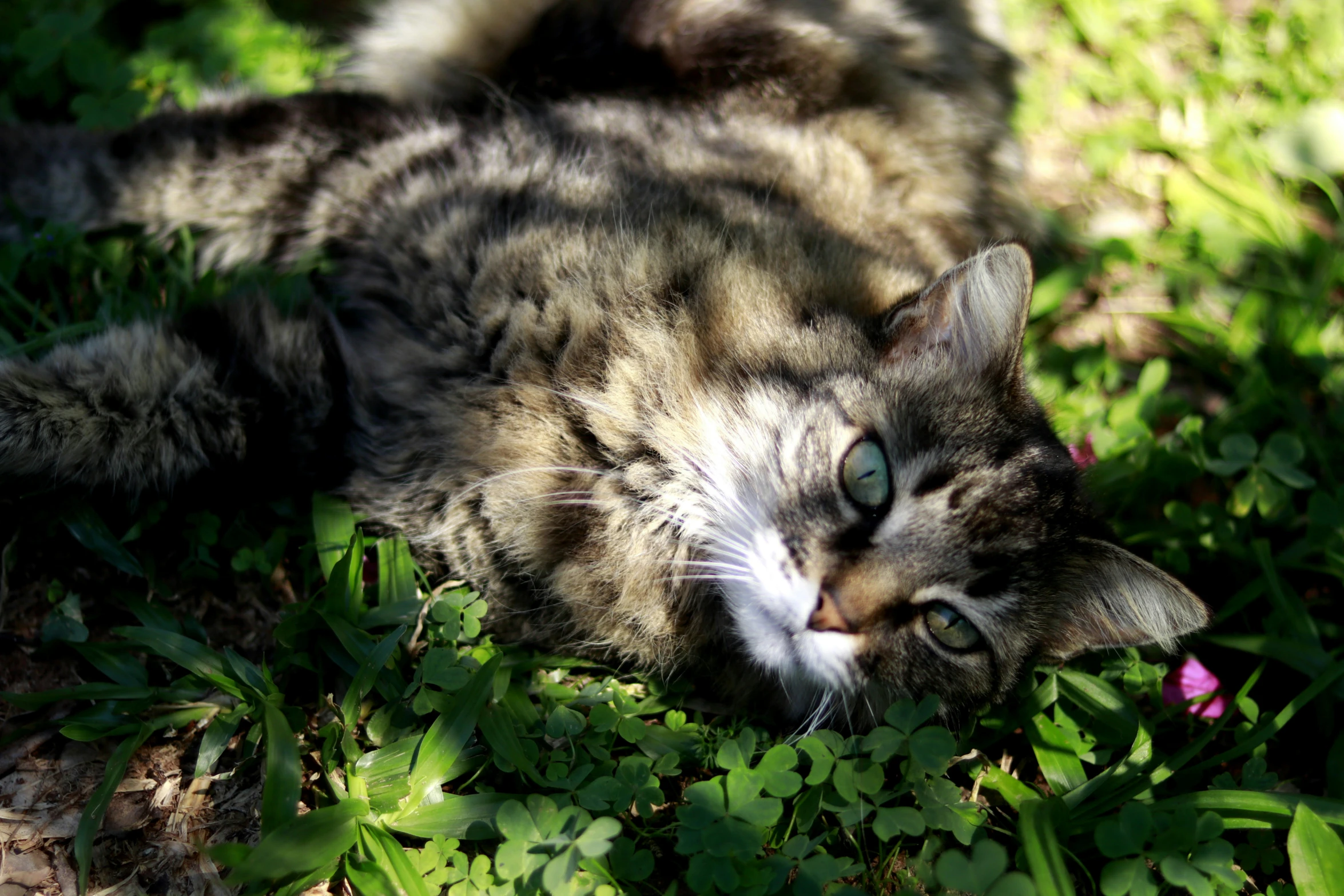 a cat that is laying down on some grass