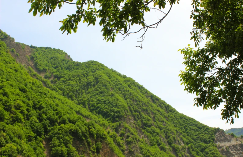 green mountain covered with trees on a clear day