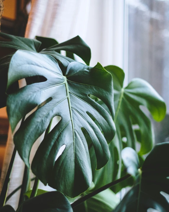 a green leafy plant next to a window