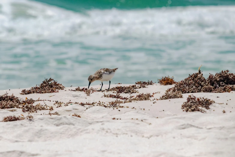 the bird is standing on a beach looking in the water