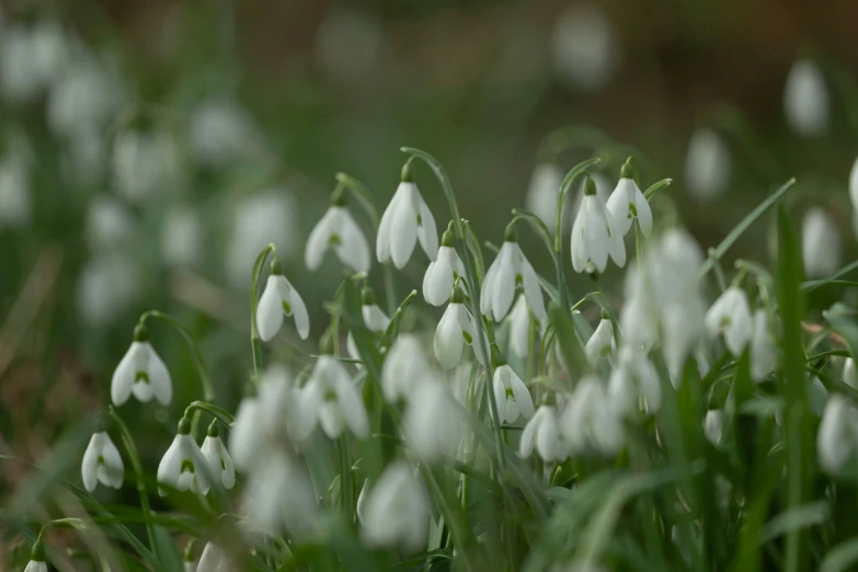snowdrops blossoming in an open field during the day