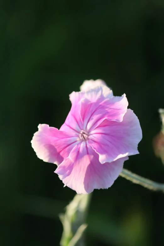 a pink flower with bright pink petals sits in the foreground