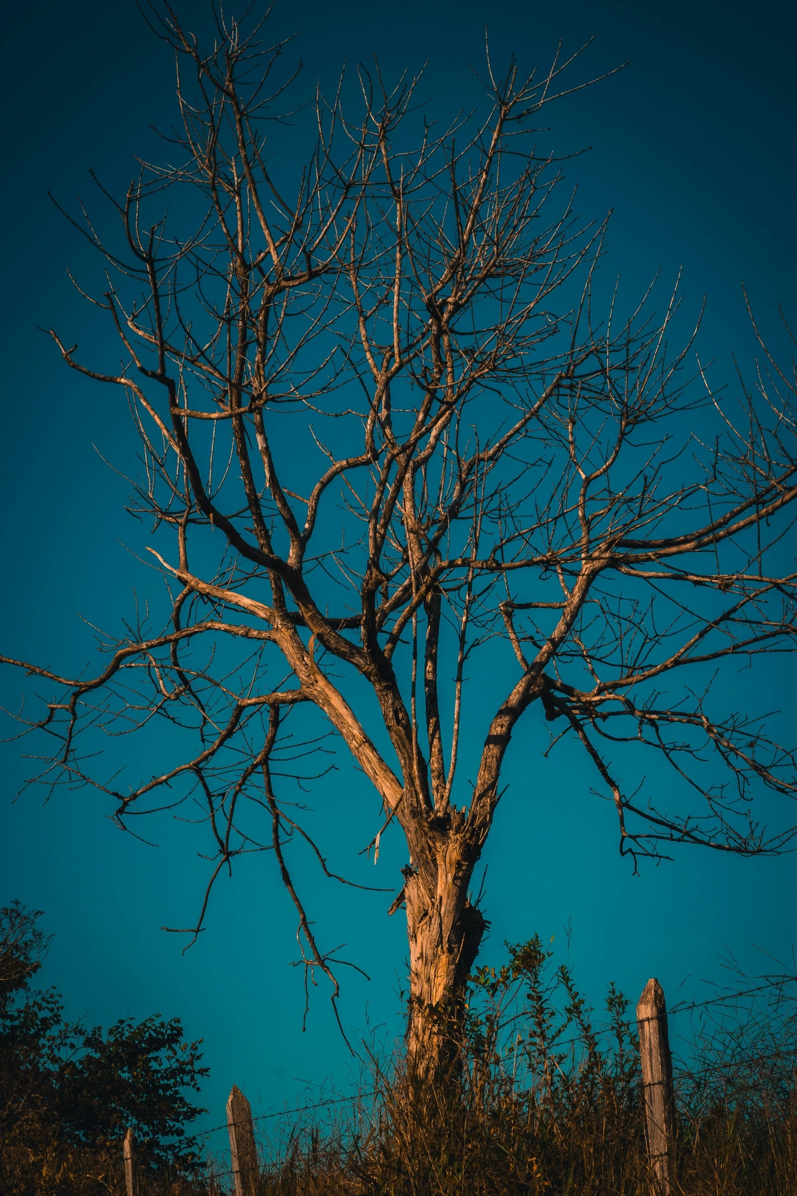 a tree on a dark and spooky day