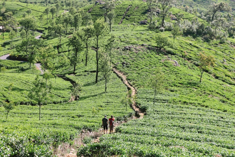 two people hiking on a hill with green hills