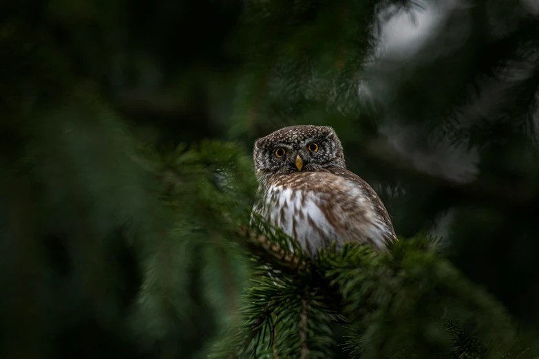 the barred owl is standing on the top of the tree