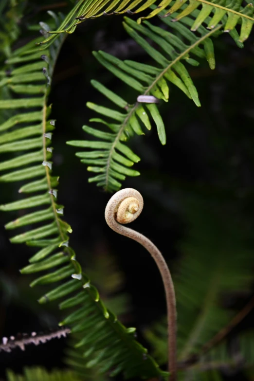 a snail is seen in front of many green leaves