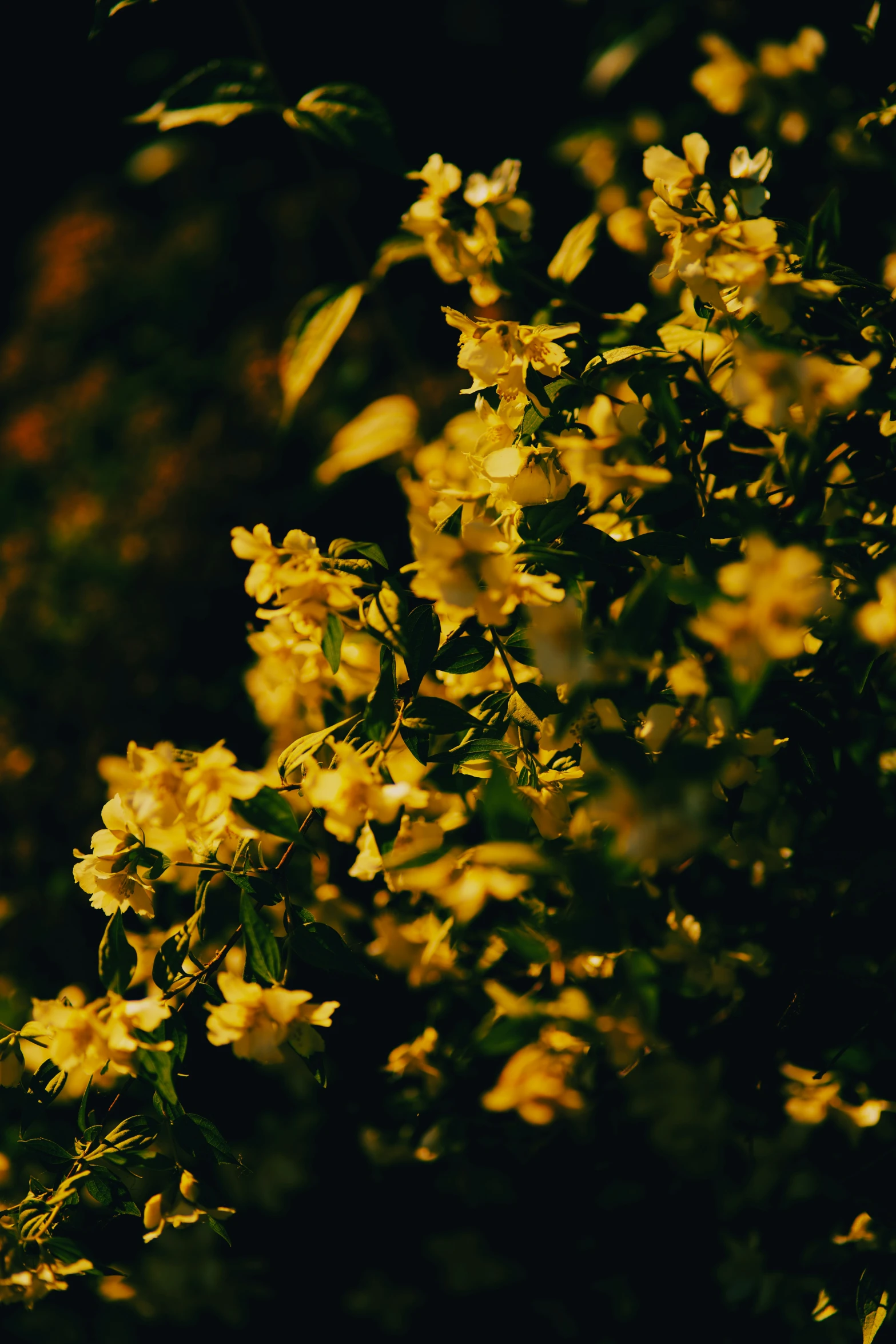 small yellow flowers with a black background