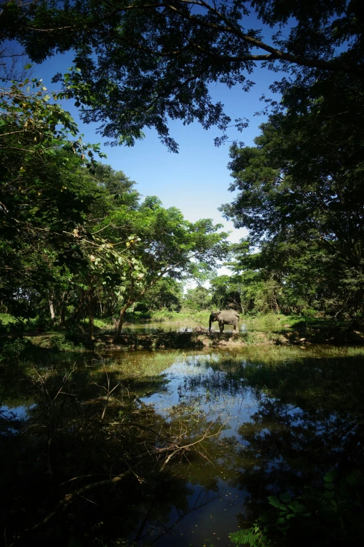some elephants are out in the woods near water