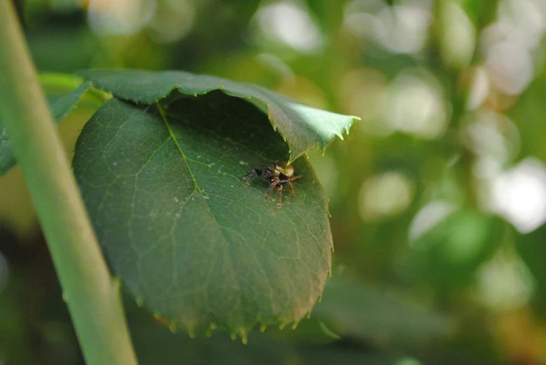 a small bug sits on a leaf in the foreground