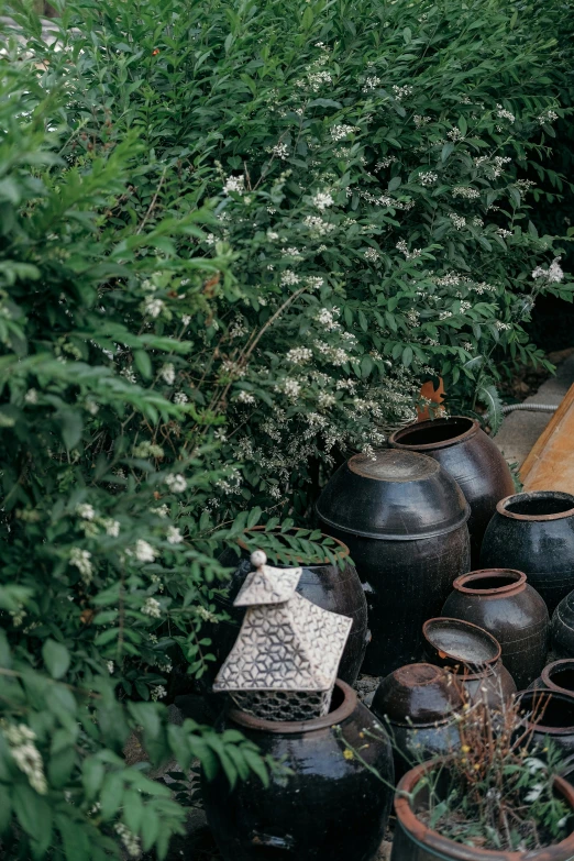 several ceramic planters sit amongst foliage in an outdoor setting