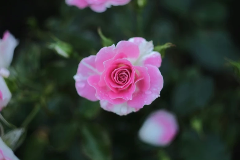 several pink flowers with leaves all around them