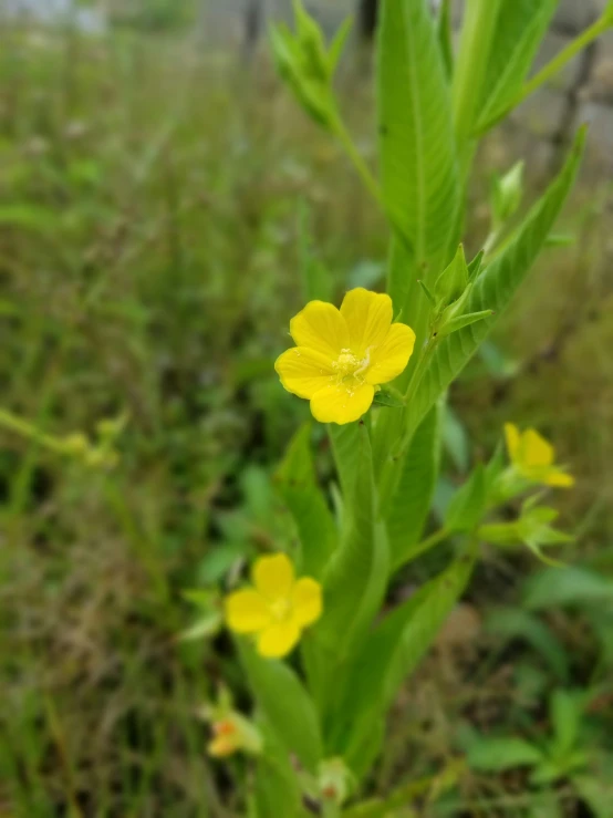 some yellow flowers are in the grass