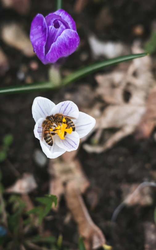 a bee sitting on top of a purple and white flower